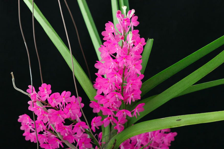 Asctm ampullaceum 'Pink Star'