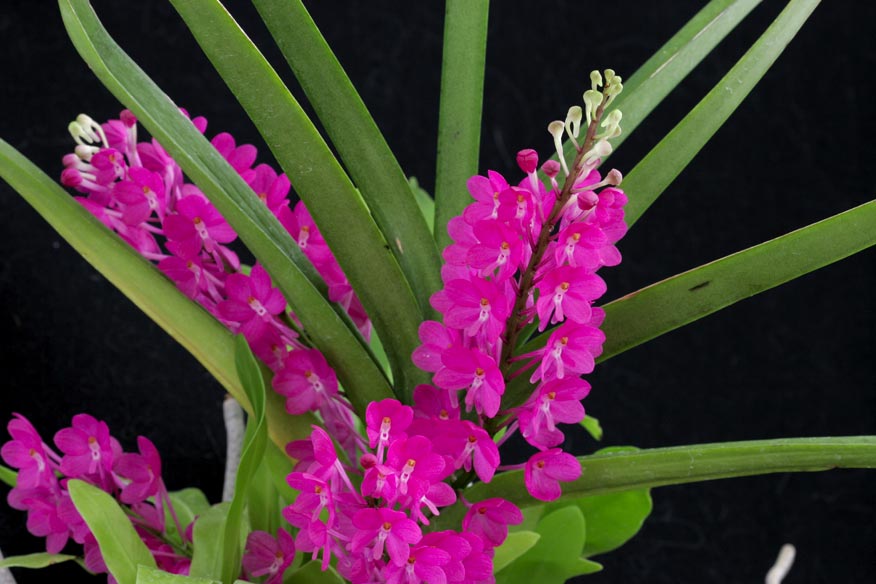 Asctm ampullaceum 'Pink Star'