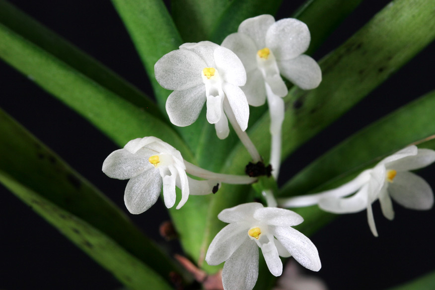 Asctm ampullaceum f. alba 'Thai Snow'