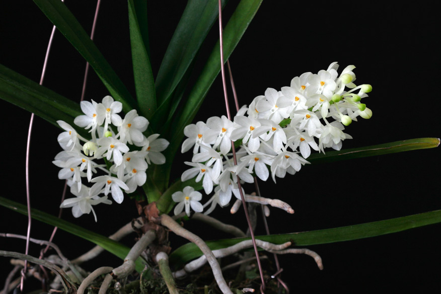 Asctm ampullaceum f. alba 'Thai Snow'