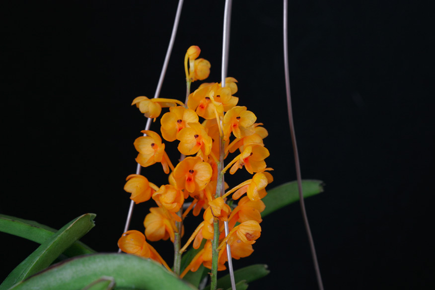 Asctm ampullaceum f. alba 'Thai Snow'