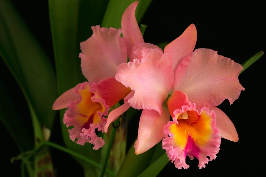 Blc. George King 'Serendipity'