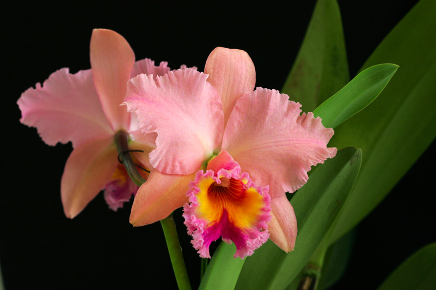 Blc. George King 'Serendipity'