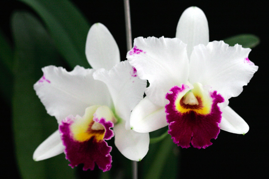 Blc. Hsinying Catherine 'Full Moon'