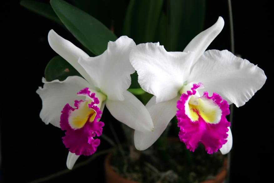 Blc. Lovely Rouge 'Ace of Hearts'