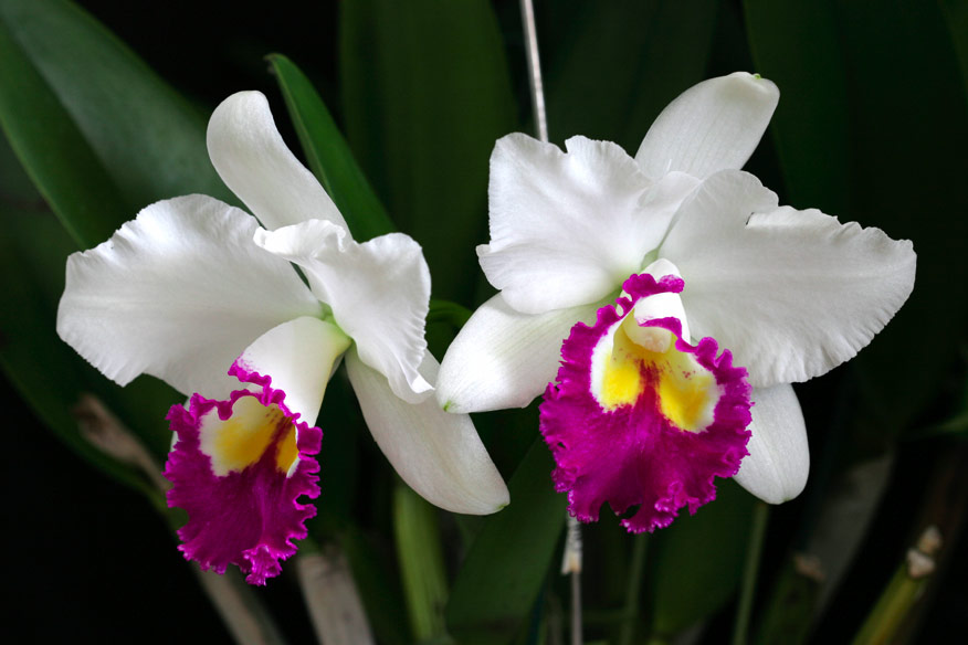 Blc. Lovely Rouge 'Ace of Hearts'