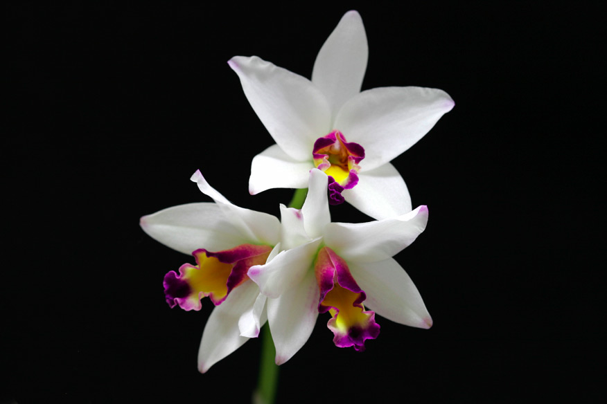 Blc. Smart Lady 'Spring Crystal'