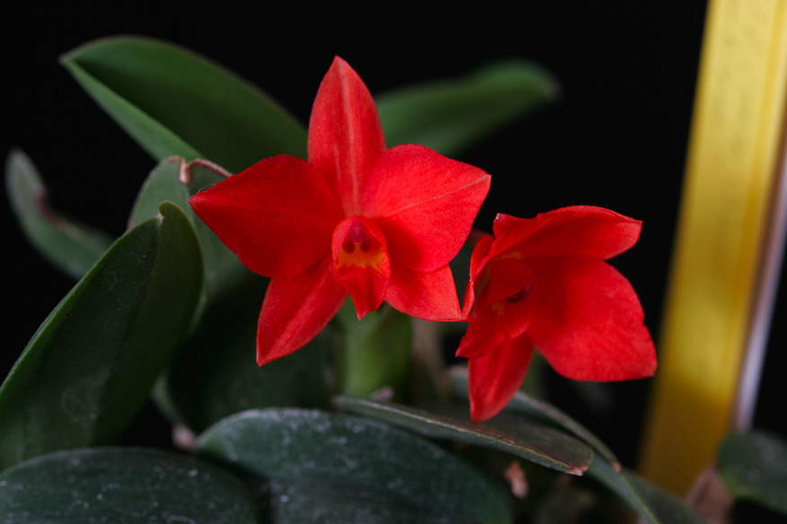 C. labiata var. alba 'do Pascon'