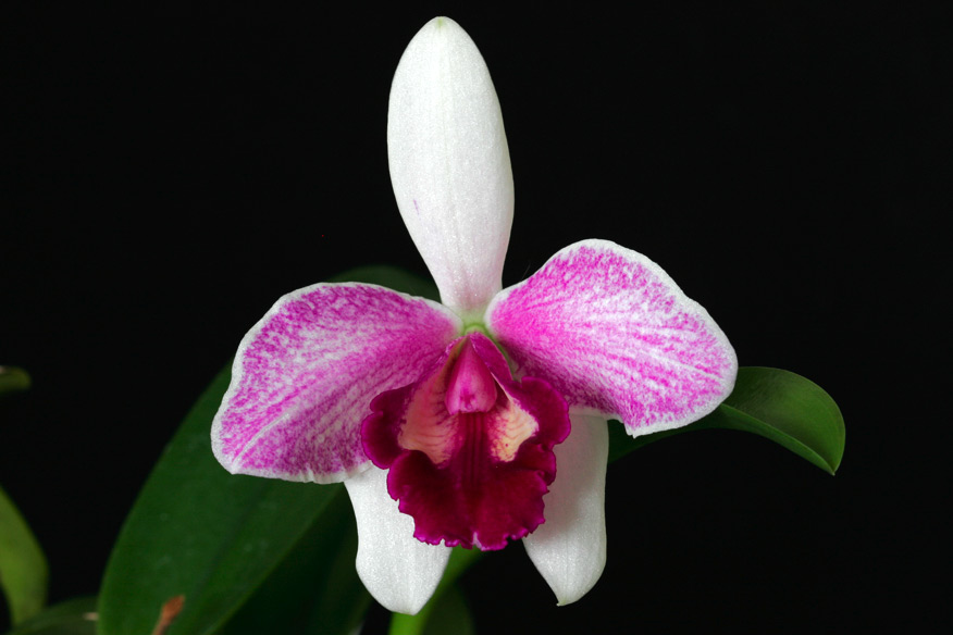 Lc. Pri Pri 'Yuki'