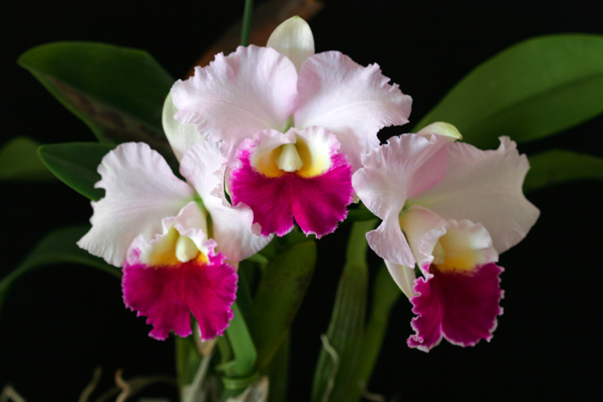 Sc. Sweet Harmony 'Love Romance'