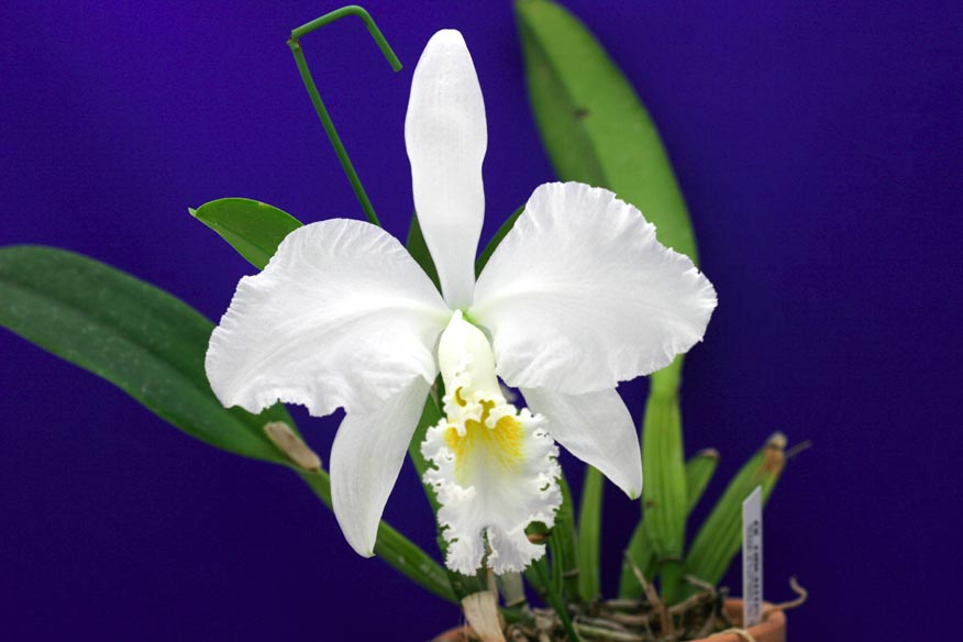 C. mossiae var alba