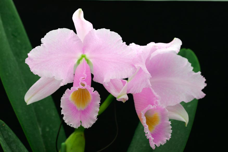 C. schroederae 'Carlos Arango' x 'Popayan'