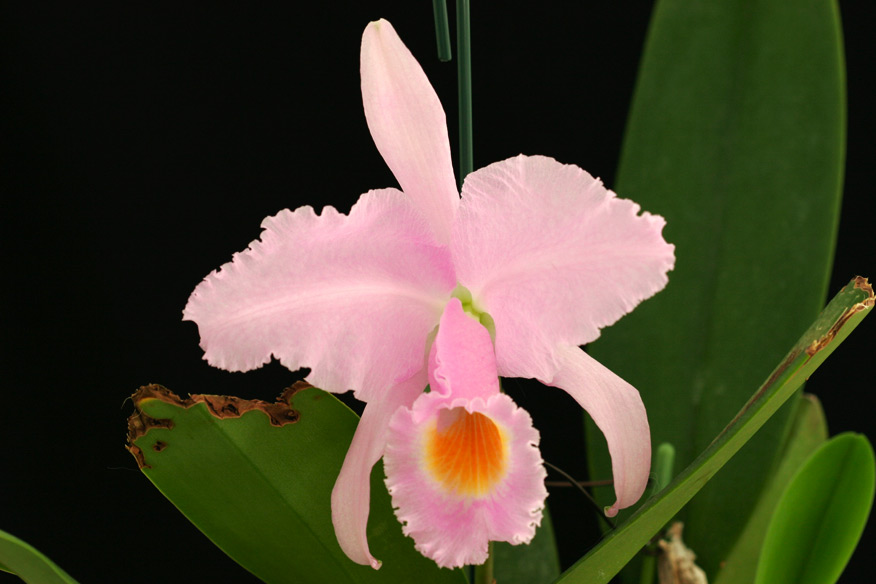 C. schroederae 'Carlos Arango' x 'Popayan'