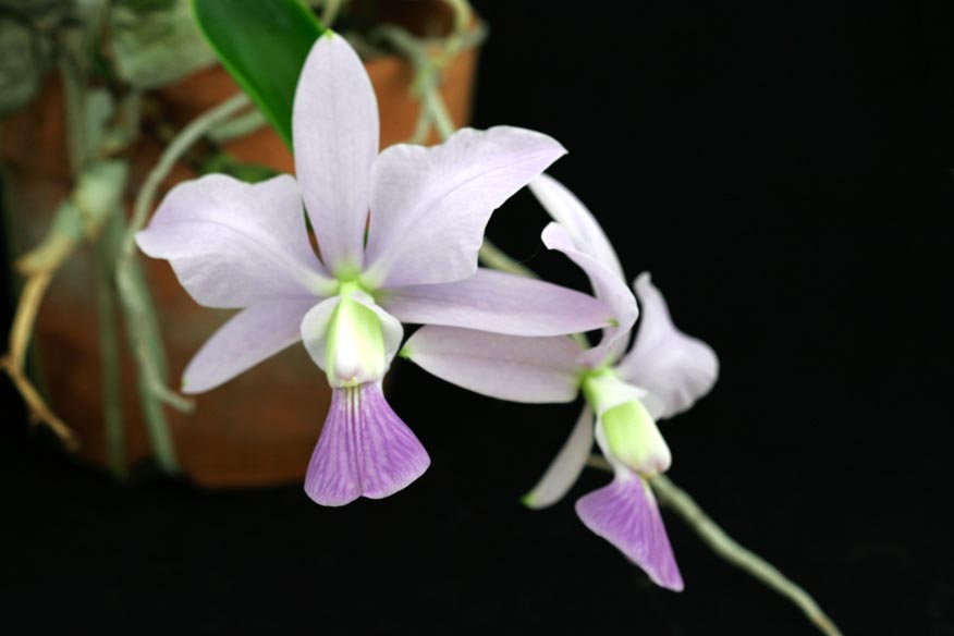 C. walkeriana var. coelurea 'Iwashita'