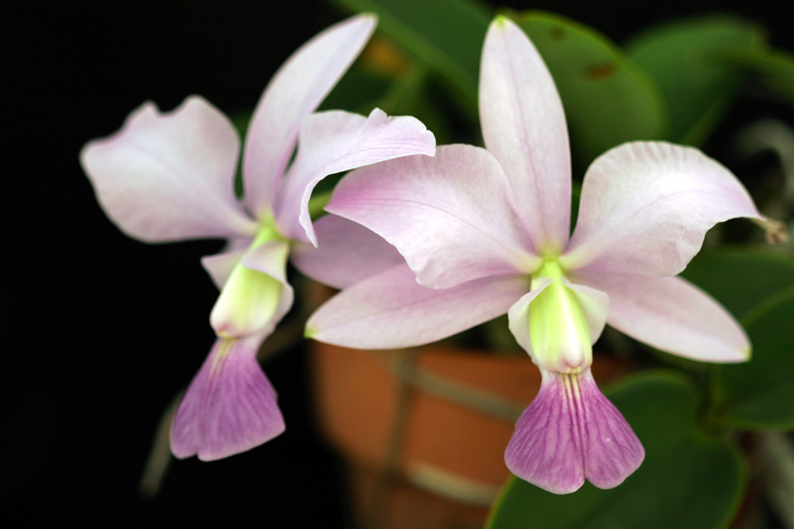 C. walkeriana var. coelurea 'Iwashita'