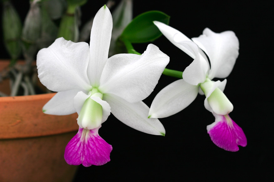 C. walkeriana var. smialba 'Tokyo No. 1' x 'Sancha' select