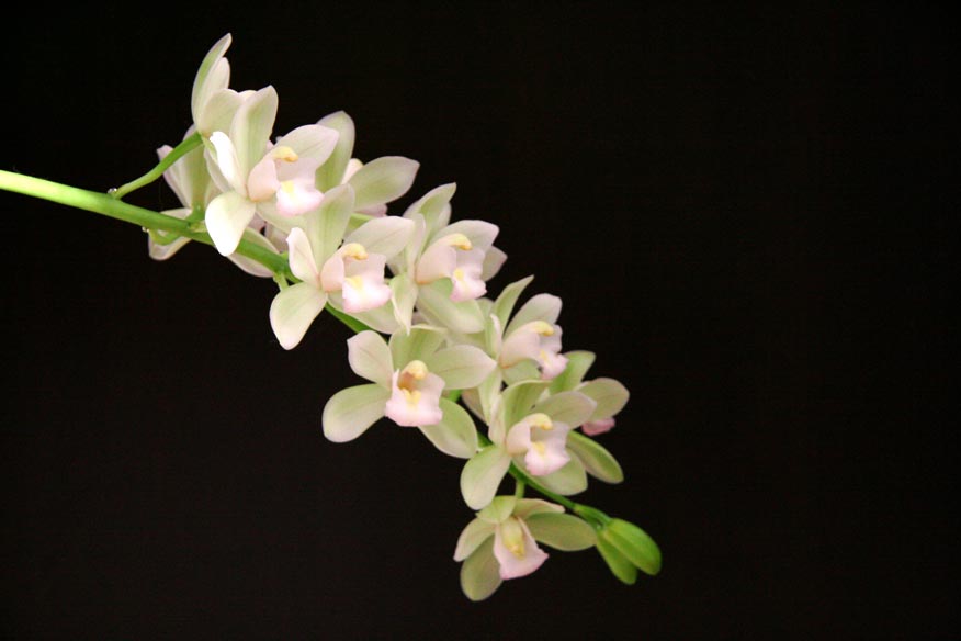 Cym. Enzan Sky 'Pleiades'