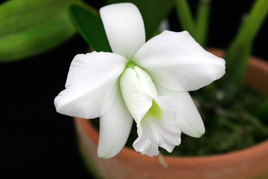 L. pumila var. alba