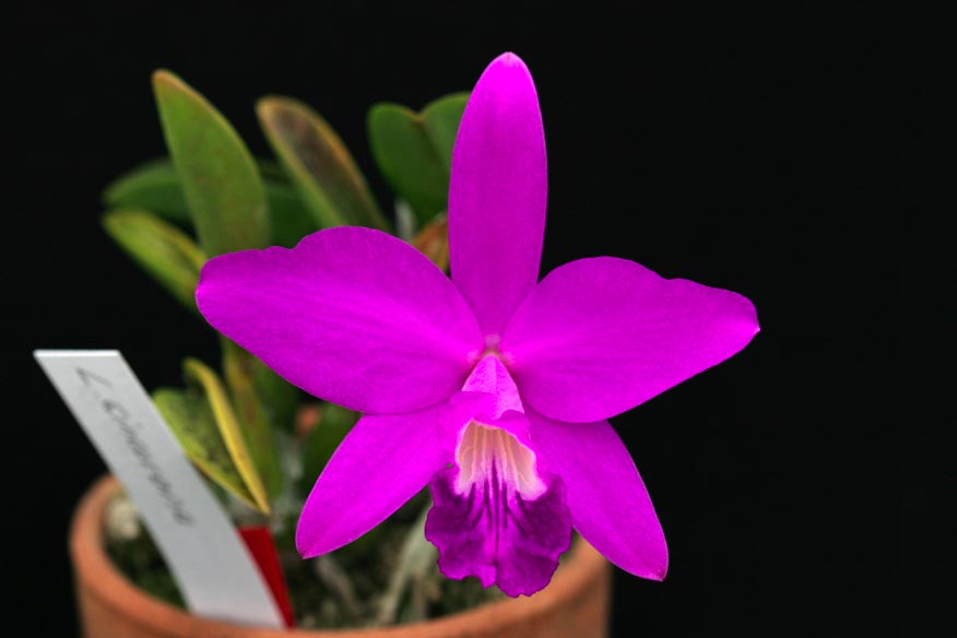 L. sincorana