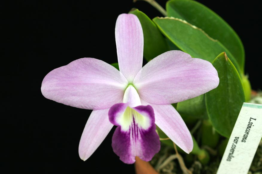 L. sincorana var. coerulea