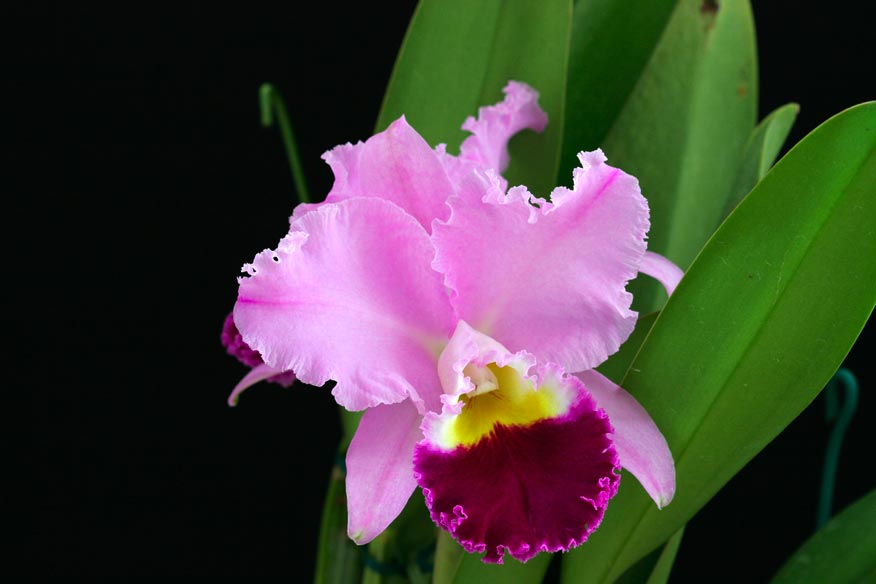 Lc. Melody Fair 'Summer King'