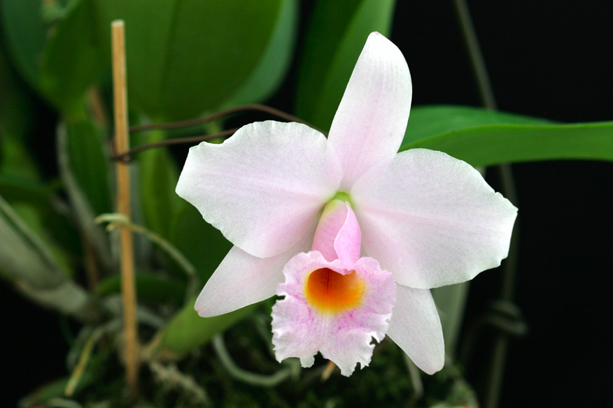 Lc. Memoria Alberto Wenzel 'Domyoji'