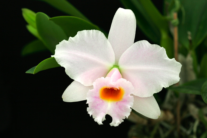 Lc. Memoria Alberto Wenzel 'Domyoji'