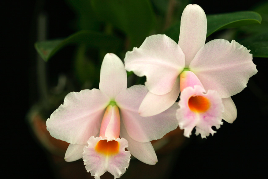 Lc. Memoria Alberto Wenzel 'Domyoji'