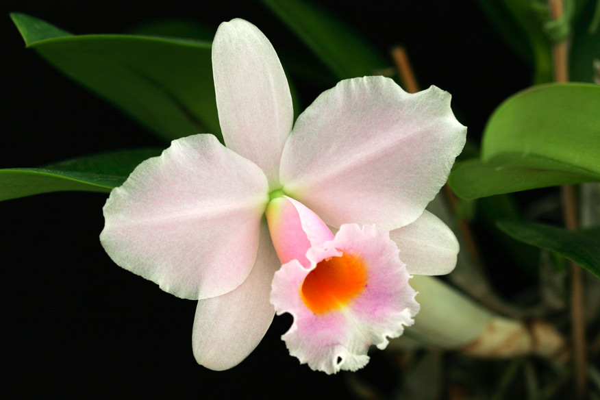 Lc. Memoria Alberto Wenzel 'Domyoji'