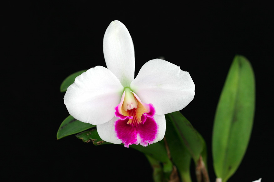 Lc. Pri Pri 'Yuki'