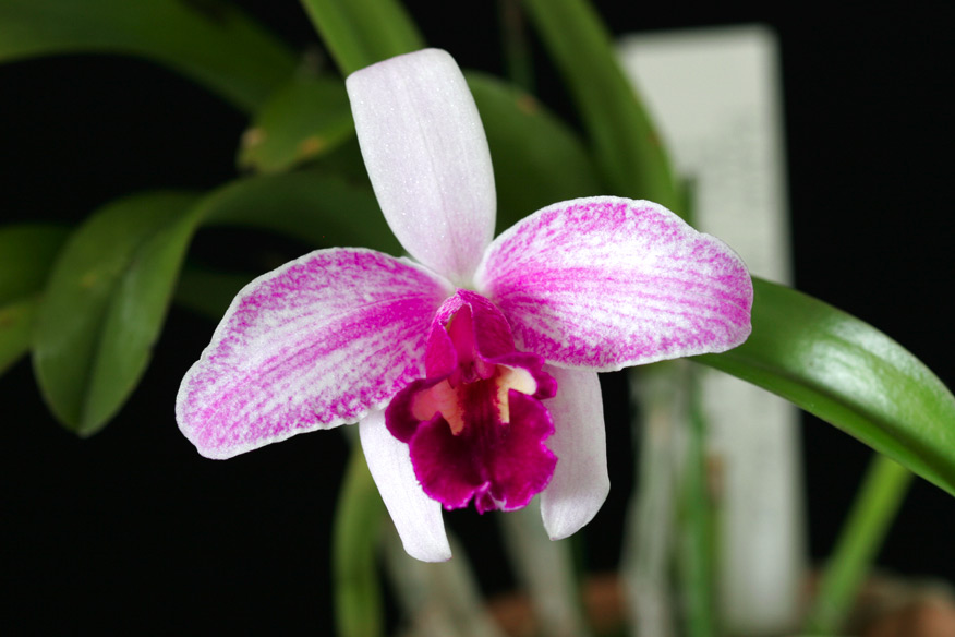 Lc. Pri Pri 'Yuki'