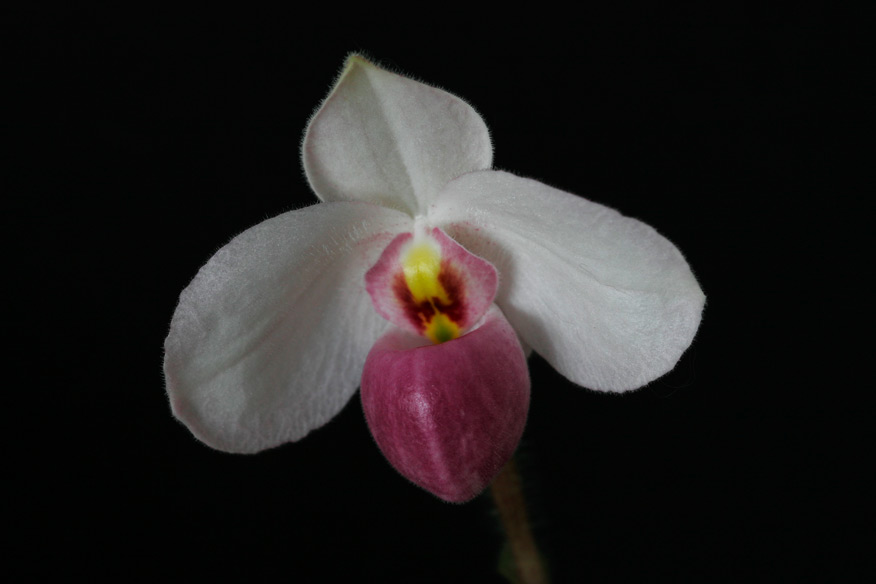 Paph. delenatii