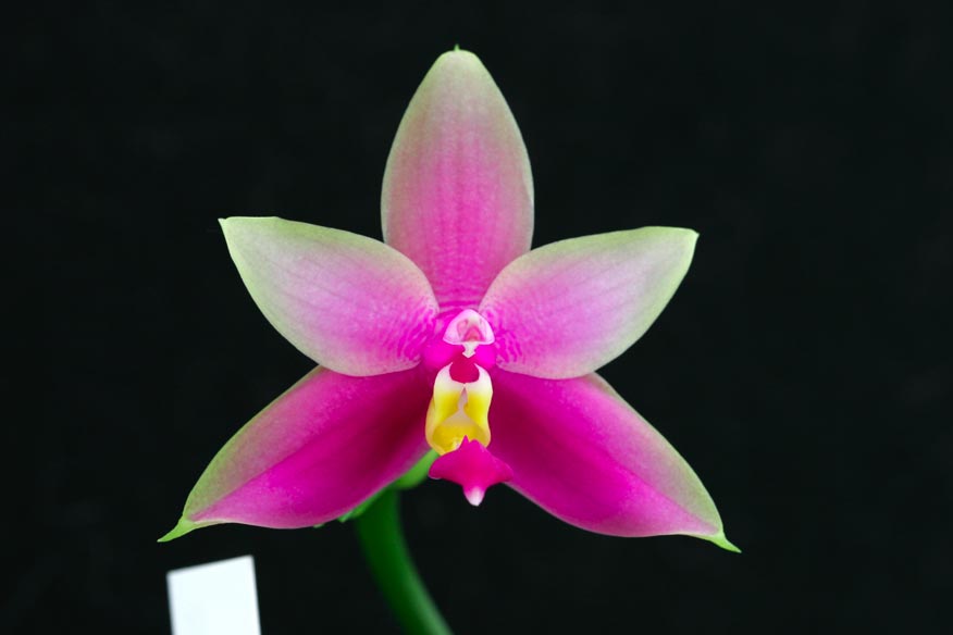 Phal. violacea