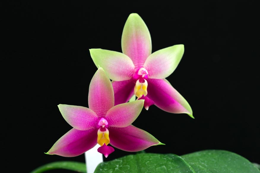 Phal. violacea