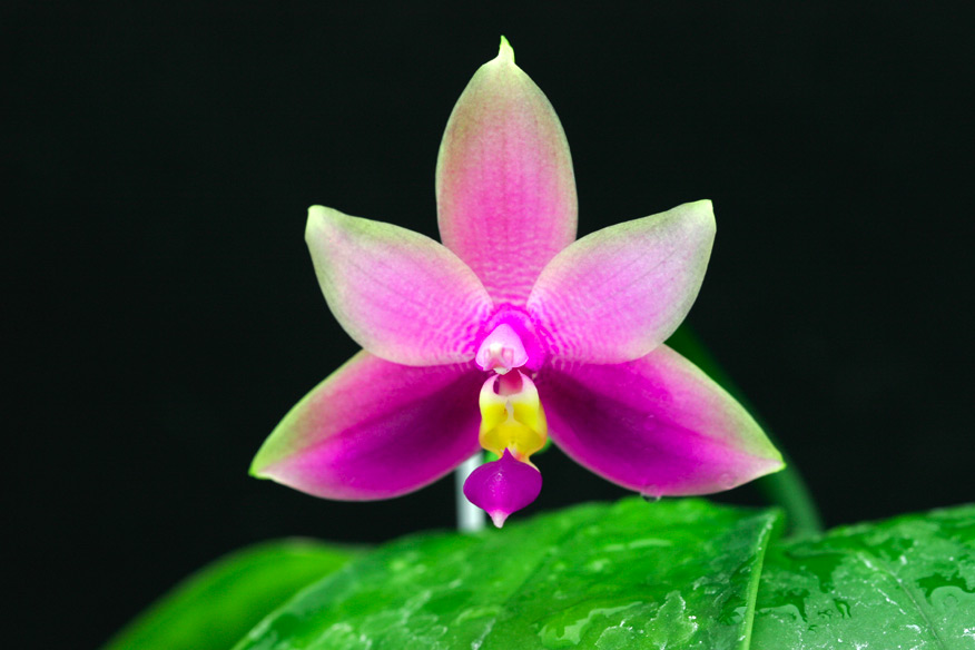 Phal. violacea