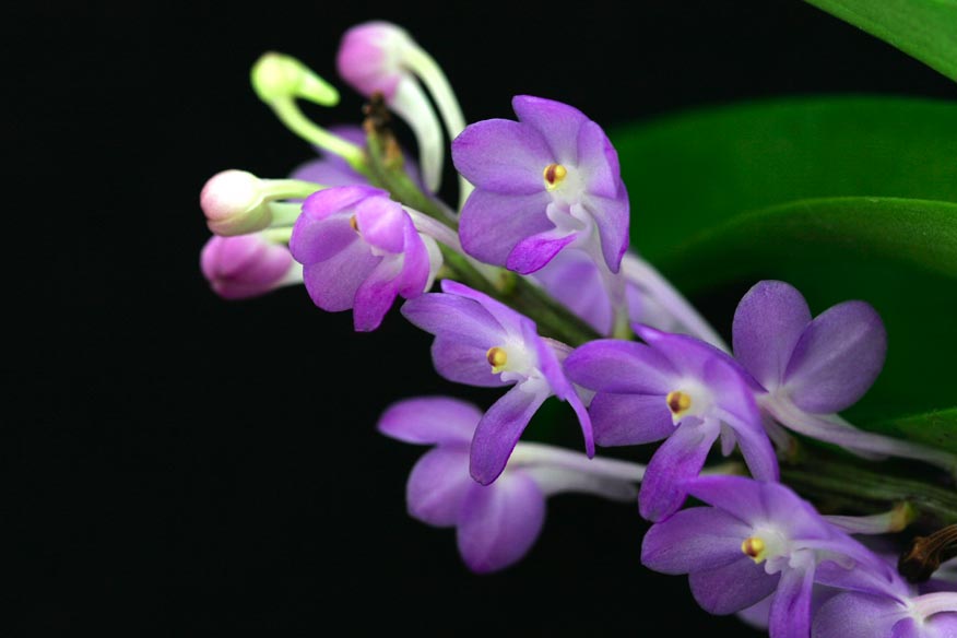 Rhctm. Lilac Blossom 'Lucky'