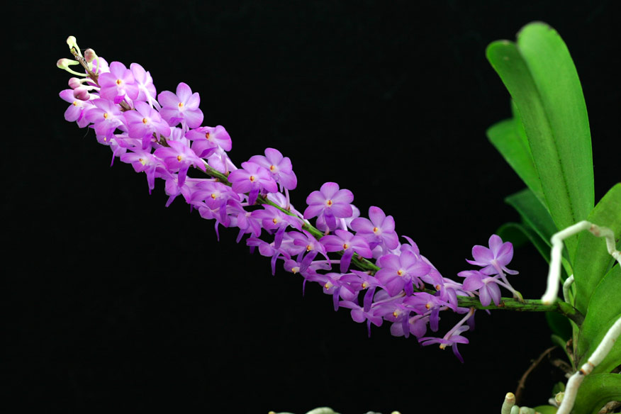 Rhctm. Lilac Blossom 'Lucky'