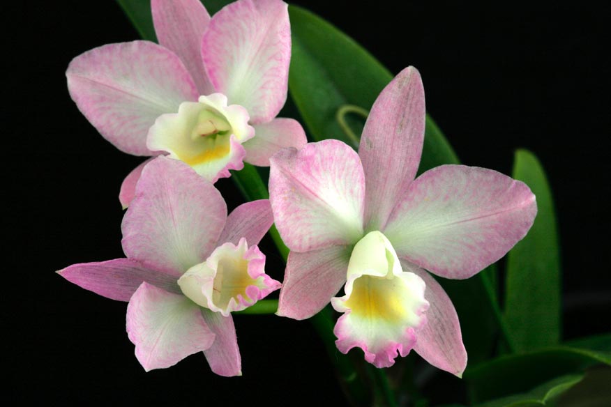 Sc. Fairyland 'Judy'