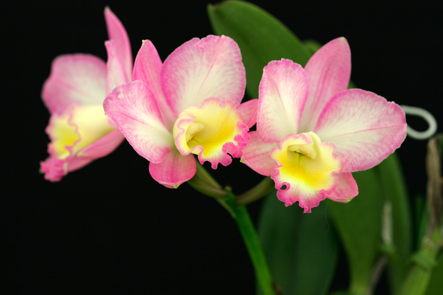 Sc. Fairyland 'Judy'