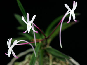 Neofinetia falcata