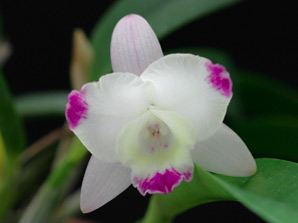 Sc. Cherry Bee 'Triple Kiss'