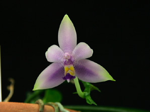 Phal. violacea f. coerulea