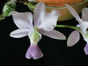 C. walkeriana f. coerulea 'Iwashita'