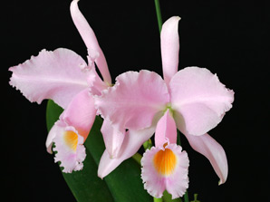 C. schroederae 'Carlos Arango' x 'Popayan'