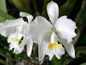 C. lueddemanniana f. alba 'Virginia'