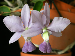 C. walkeriana f. coerulea 'Iwashita'