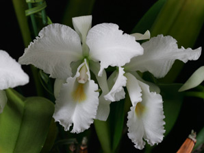 C. schroederae f. alba 'Hercules'