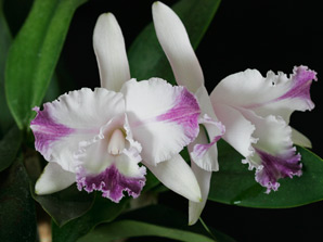 Sc. Phantom 'Opera'