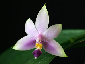 Phal. violacea f. coerulea