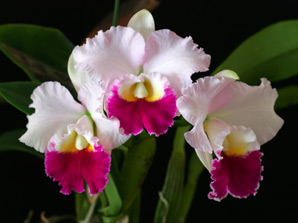 C. Sweet Harmony 'Love Romance'